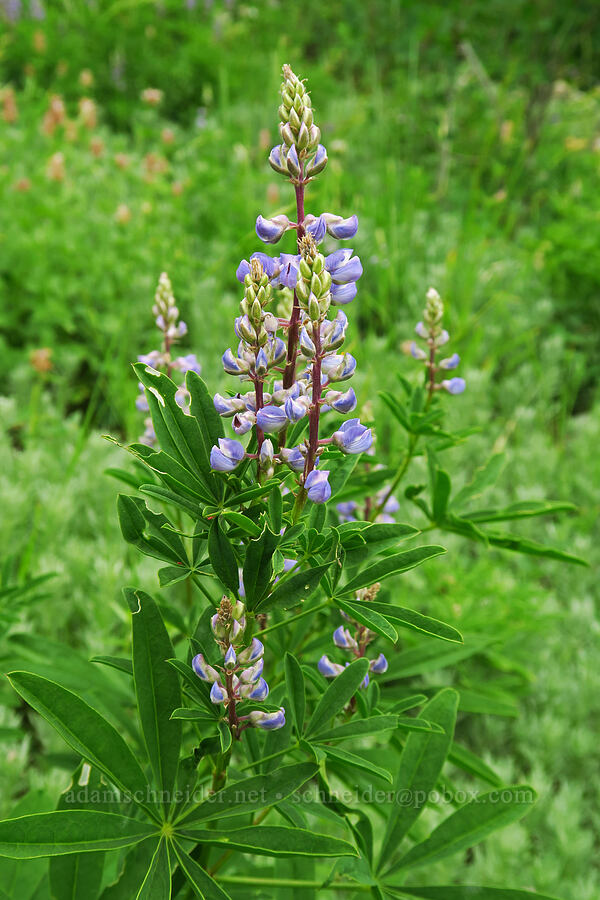 silvery lupine (Lupinus argenteus) [Twin Lake Trail, Uinta-Wasatch-Cache National Forest, Salt Lake County, Utah]