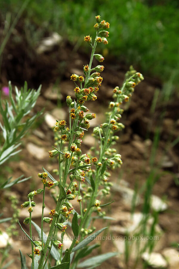 lemon sagewort (Artemisia michauxiana) [Twin Lake Trail, Uinta-Wasatch-Cache National Forest, Salt Lake County, Utah]