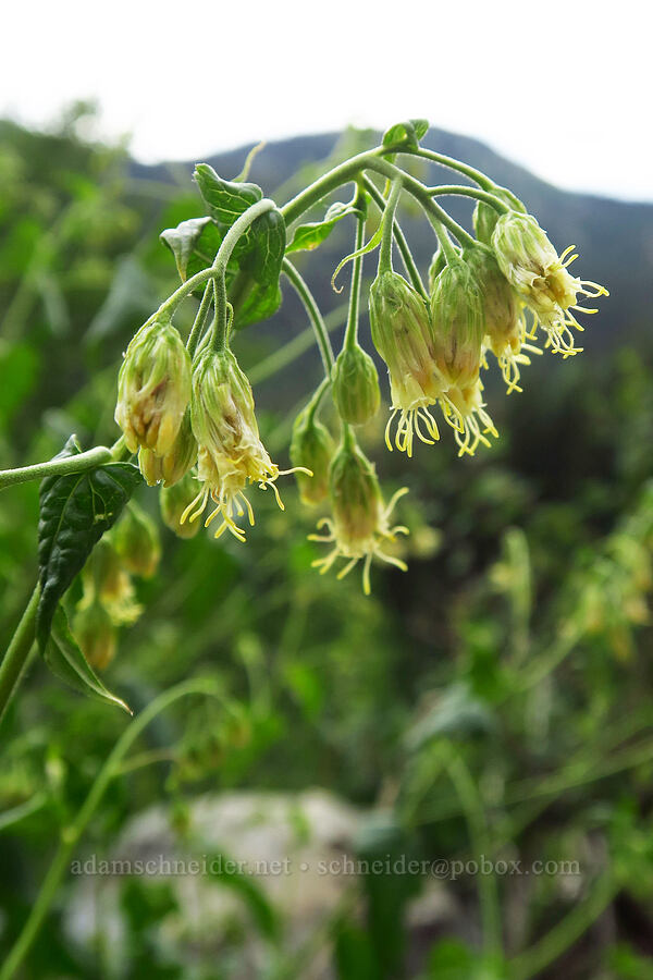 tassel-flower brickellbush (Brickellia grandiflora) [Twin Lake Trail, Uinta-Wasatch-Cache National Forest, Salt Lake County, Utah]