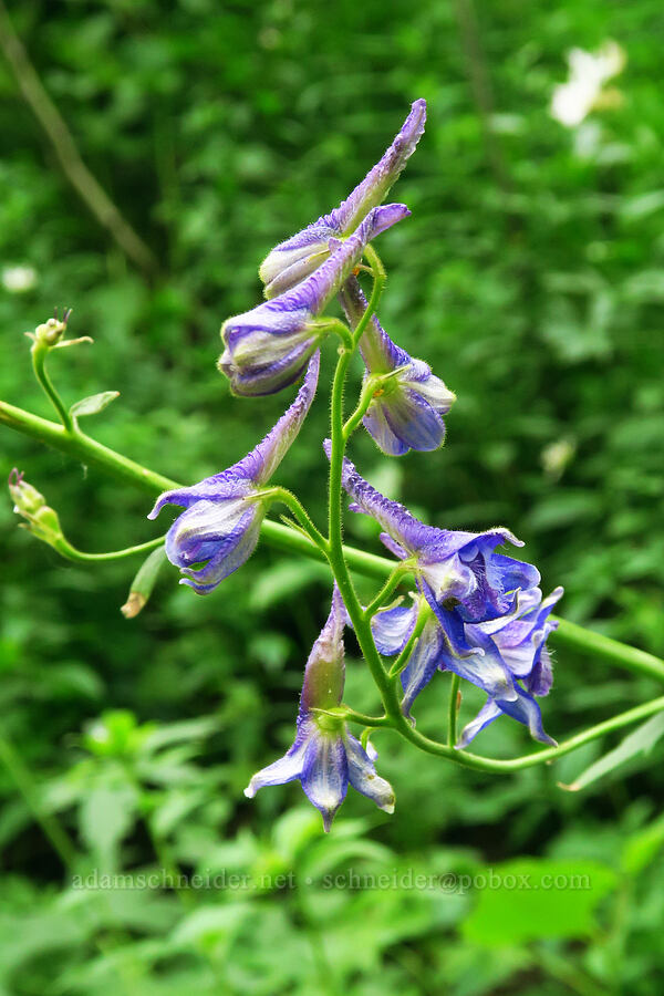 larkspur (Delphinium occidentale) [Twin Lake Trail, Uinta-Wasatch-Cache National Forest, Salt Lake County, Utah]