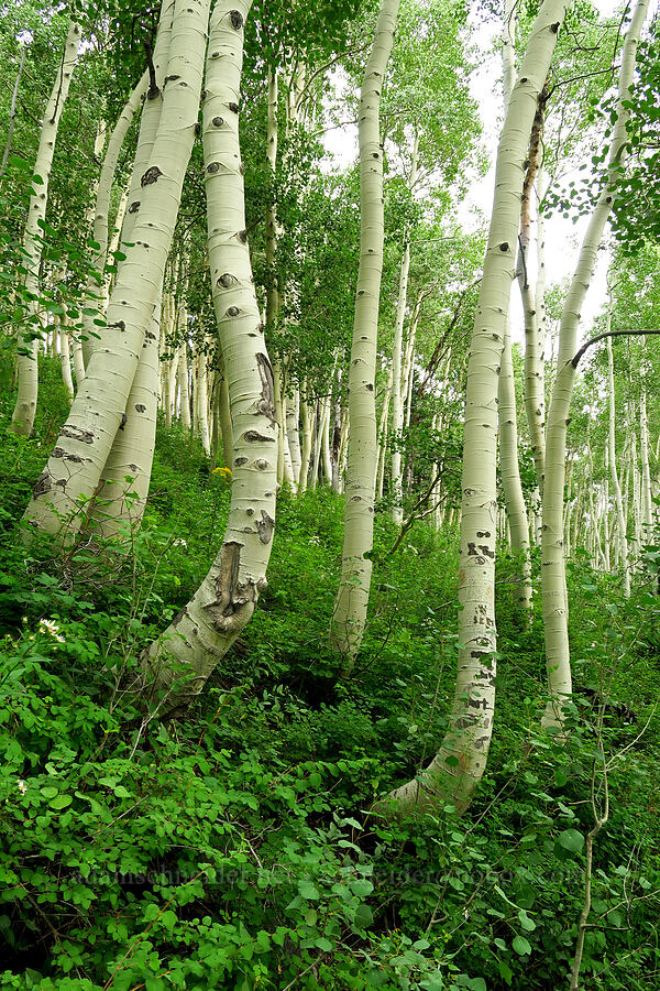 kneeling aspen trees (Populus tremuloides) [Twin Lake Trail, Uinta-Wasatch-Cache National Forest, Salt Lake County, Utah]
