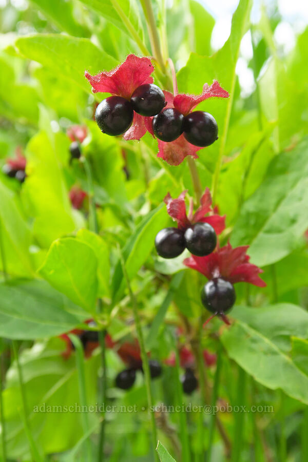 black twinberries (Lonicera involucrata) [Silver Lake Interpretive Trail, Brighton, Salt Lake County, Utah]