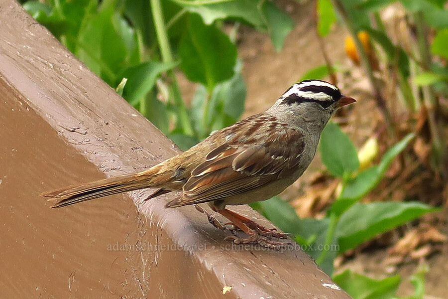 white-crowned sparrow (Zonotrichia leucophrys) [Silver Lake Interpretive Trail, Brighton, Salt Lake County, Utah]