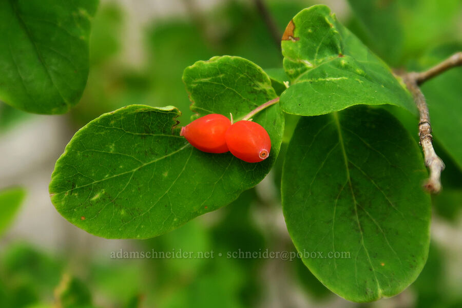 Utah honeysuckle (red twin-berry) (Lonicera utahensis) [Silver Lake Interpretive Trail, Brighton, Salt Lake County, Utah]