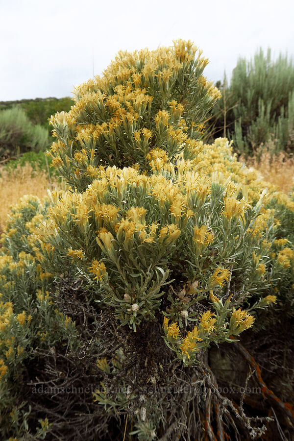 gray horse-brush (Tetradymia canescens) [Highway 248, Park City, Summit County, Utah]