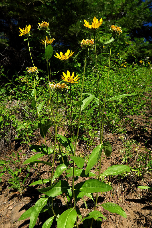 false sunflower (Helianthella uniflora) [Onion Creek Trail, Strawberry Mountain Wilderness, Grant County, Oregon]