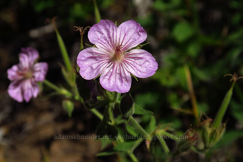sticky geranium (Geranium viscosissimum) [Onion Creek Trail, Strawberry Mountain Wilderness, Grant County, Oregon]