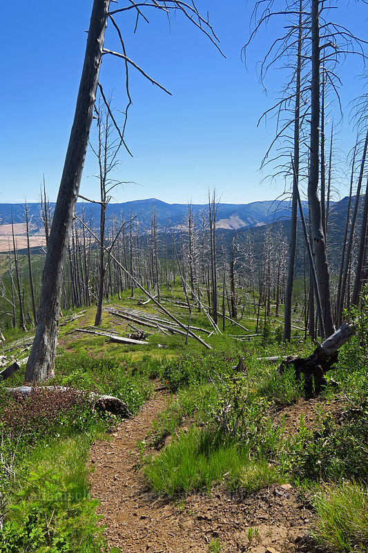 trail through burned trees [Onion Creek Trail, Strawberry Mountain Wilderness, Grant County, Oregon]