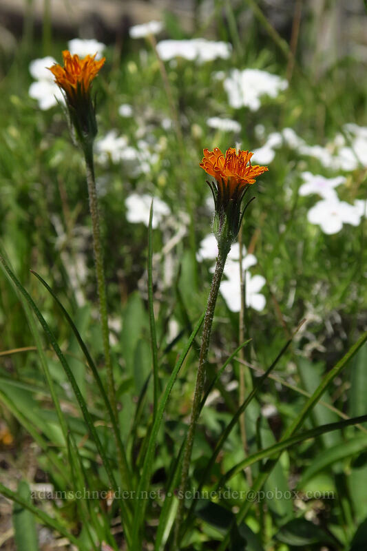 orange agoseris (Agoseris aurantiaca) [Onion Creek Trail, Strawberry Mountain Wilderness, Grant County, Oregon]