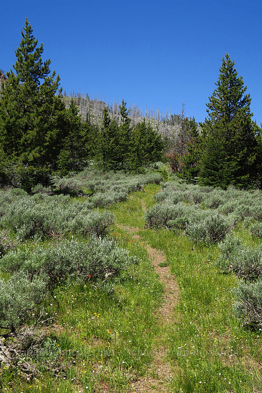 trail through sagebrush [Onion Creek Trail, Strawberry Mountain Wilderness, Grant County, Oregon]