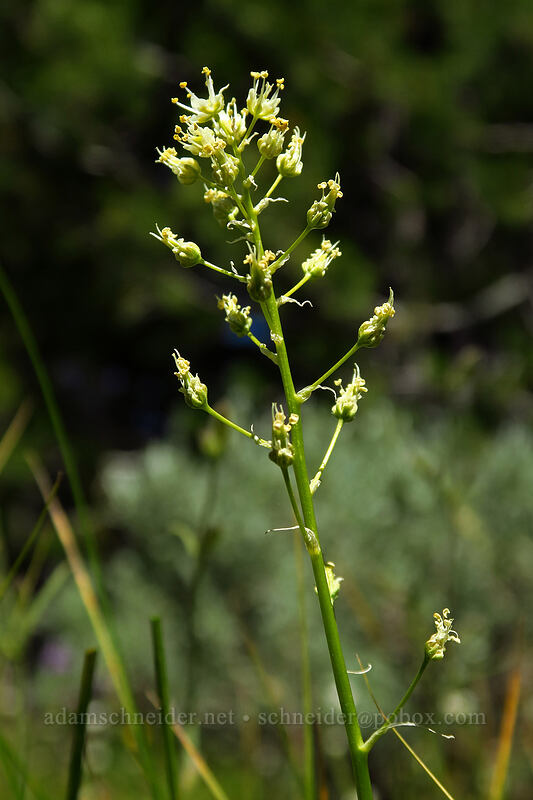 death-camas (Toxicoscordion venenosum (Zigadenus venenosus)) [Onion Creek Trail, Strawberry Mountain Wilderness, Grant County, Oregon]