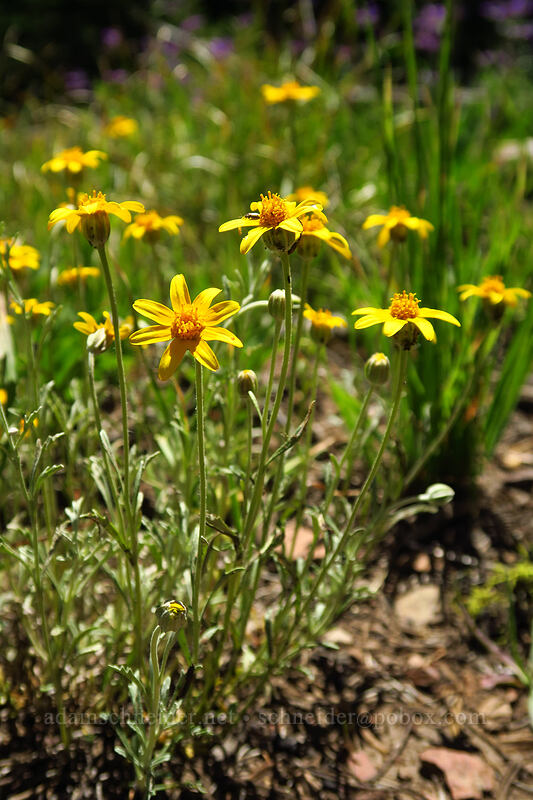 Oregon sunshine (Eriophyllum lanatum var. integrifolium) [Onion Creek Trail, Strawberry Mountain Wilderness, Grant County, Oregon]