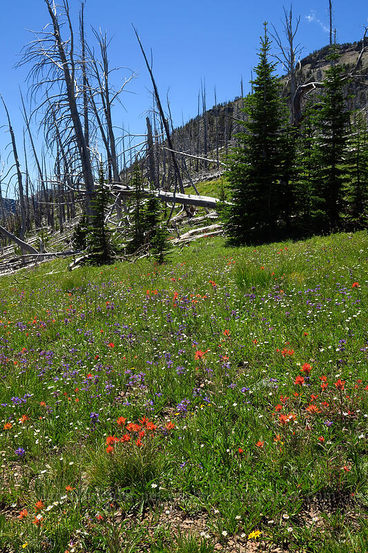 wildflowers [Onion Creek Trail, Strawberry Mountain Wilderness, Grant County, Oregon]