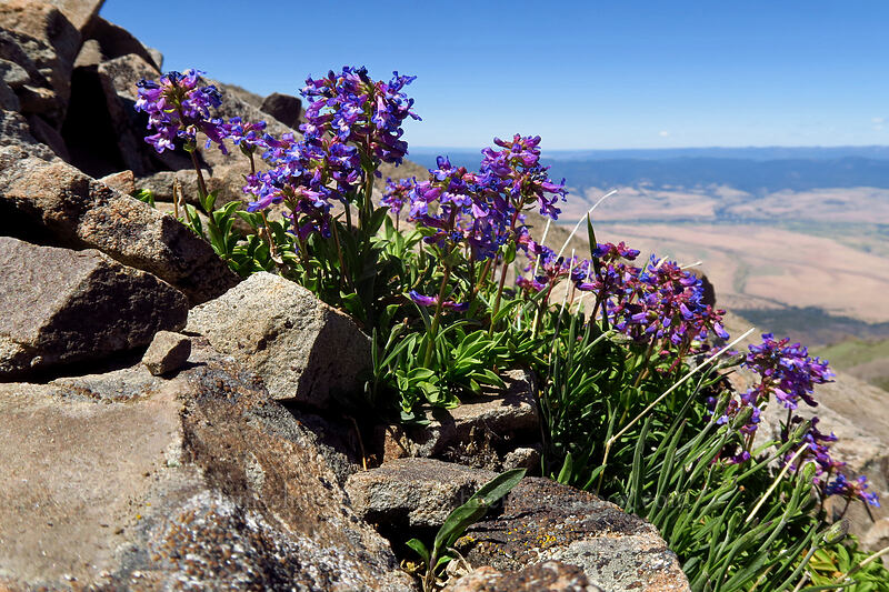 small-flowered penstemon (Penstemon procerus) [Strawberry Mountain summit, Strawberry Mountain Wilderness, Grant County, Oregon]