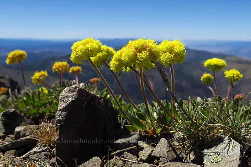 Piper's golden buckwheat (Eriogonum flavum var. piperi) [Strawberry Mountain summit, Strawberry Mountain Wilderness, Grant County, Oregon]