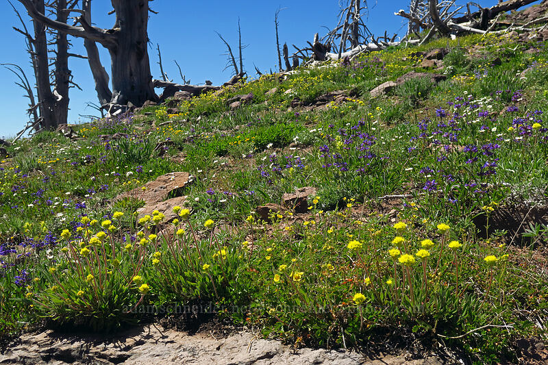 wildflowers [Onion Creek Trail, Strawberry Mountain Wilderness, Grant County, Oregon]