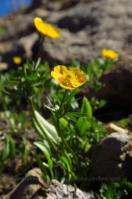 snow buttercups (Ranunculus eschscholtzii) [Strawberry Basin Trail, Strawberry Mountain Wilderness, Grant County, Oregon]