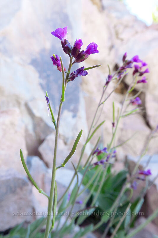 purple rock-cress (which?) (Boechera sp. (Arabis sp.)) [Strawberry Basin Trail, Strawberry Mountain Wilderness, Grant County, Oregon]