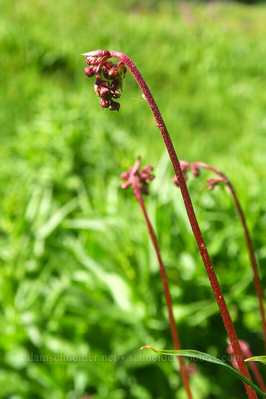 brook saxifrage, budding (Micranthes odontoloma (Saxifraga odontoloma)) [Strawberry Basin Trail, Strawberry Mountain Wilderness, Grant County, Oregon]