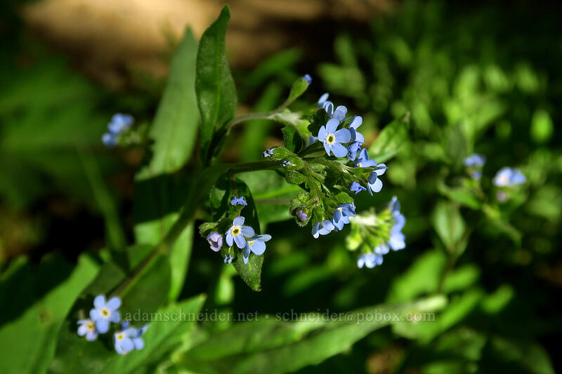 blue stickseed (Hackelia micrantha (Hackelia jessicae)) [Strawberry Basin Trail, Strawberry Mountain Wilderness, Grant County, Oregon]