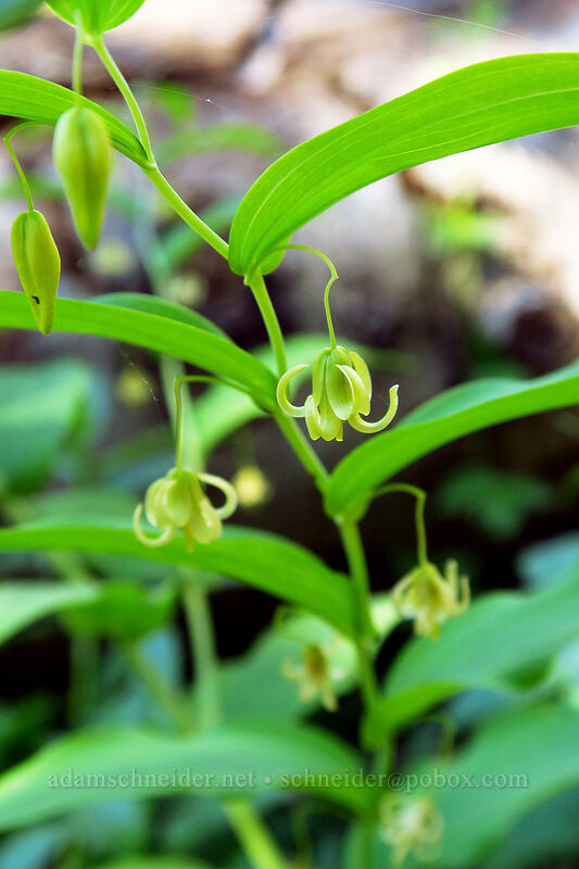 twisted-stalk flowers (Streptopus amplexifolius) [Little Strawberry Trail, Strawberry Mountain Wilderness, Grant County, Oregon]