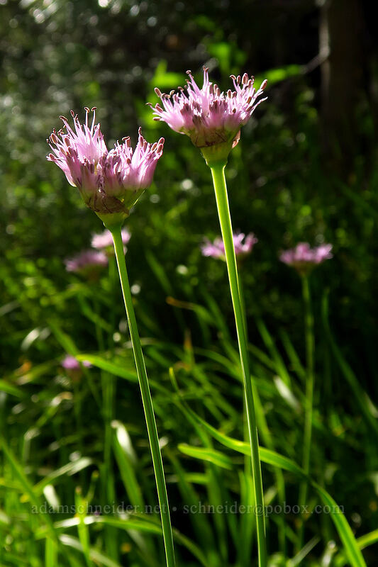 Pacific swamp onion (Allium validum) [Little Strawberry Lake, Strawberry Mountain Wilderness, Grant County, Oregon]