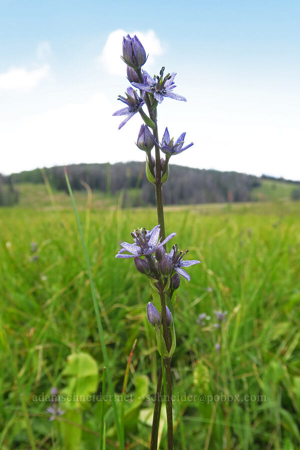 star gentian (felwort) (Swertia perennis) [Silver Meadow, Uinta-Wasatch-Cache National Forest, Wasatch County, Utah]