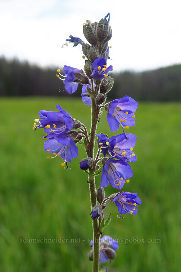 western Jacob's-ladder (Polemonium occidentale) [Silver Meadow, Uinta-Wasatch-Cache National Forest, Wasatch County, Utah]