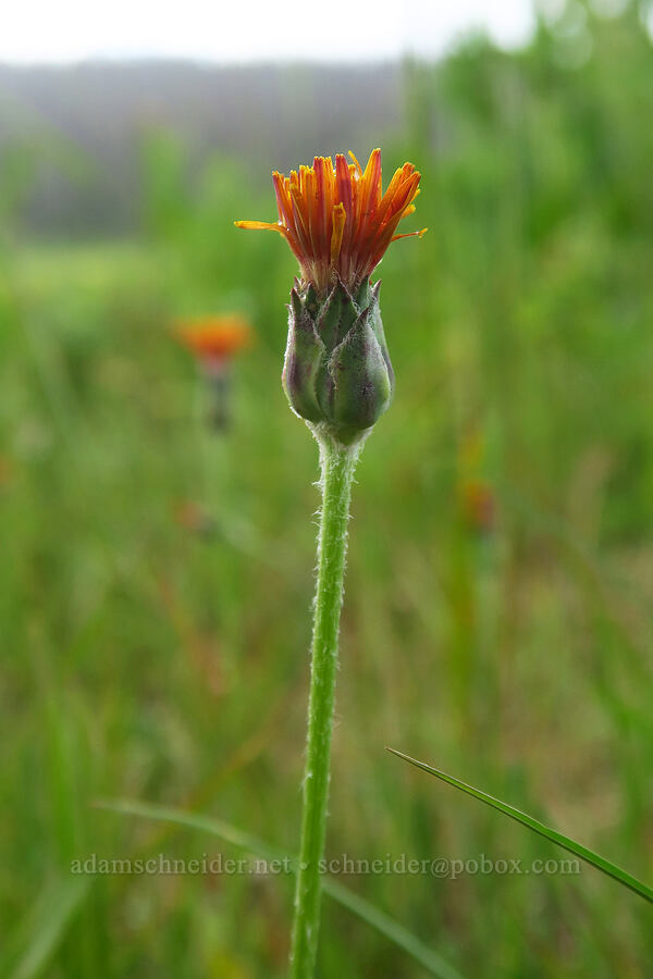 orange agoseris (Agoseris aurantiaca) [Silver Meadow, Uinta-Wasatch-Cache National Forest, Wasatch County, Utah]