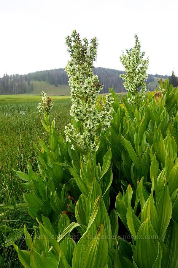 California corn lily (Veratrum californicum) [Silver Meadow, Uinta-Wasatch-Cache National Forest, Wasatch County, Utah]