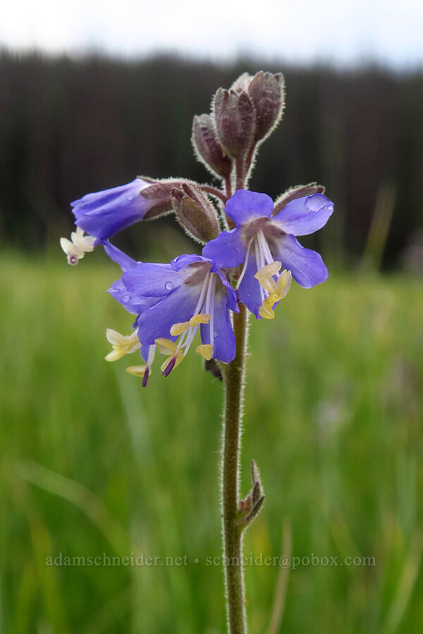 western Jacob's-ladder (Polemonium occidentale) [Silver Meadow, Uinta-Wasatch-Cache National Forest, Wasatch County, Utah]