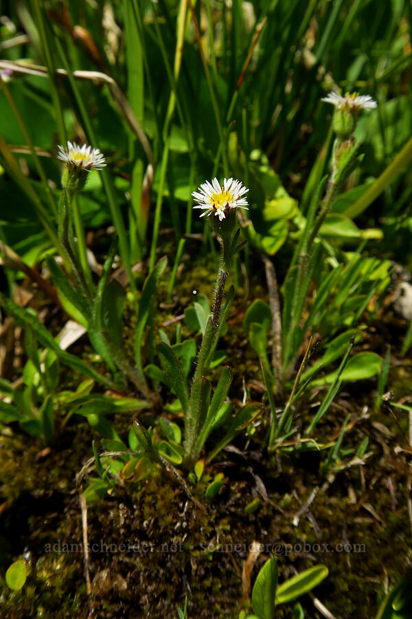 short-ray fleabane (lance-leaf daisy) (Erigeron lonchophyllus) [Silver Meadow, Uinta-Wasatch-Cache National Forest, Wasatch County, Utah]