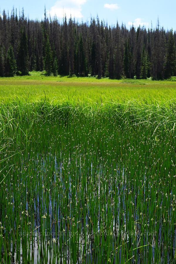 marshy ground & open water [Silver Meadow, Uinta-Wasatch-Cache National Forest, Wasatch County, Utah]
