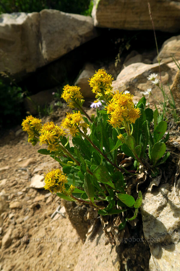 sticky goldenrod (Solidago simplex) [Bald Mountain Trail, Uinta-Wasatch-Cache National Forest, Summit County, Utah]