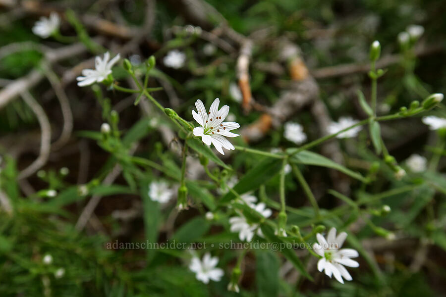 sticky starwort (Pseudostellaria jamesiana (Arenaria jamesiana)) [Bald Mountain Trail, Uinta-Wasatch-Cache National Forest, Summit County, Utah]