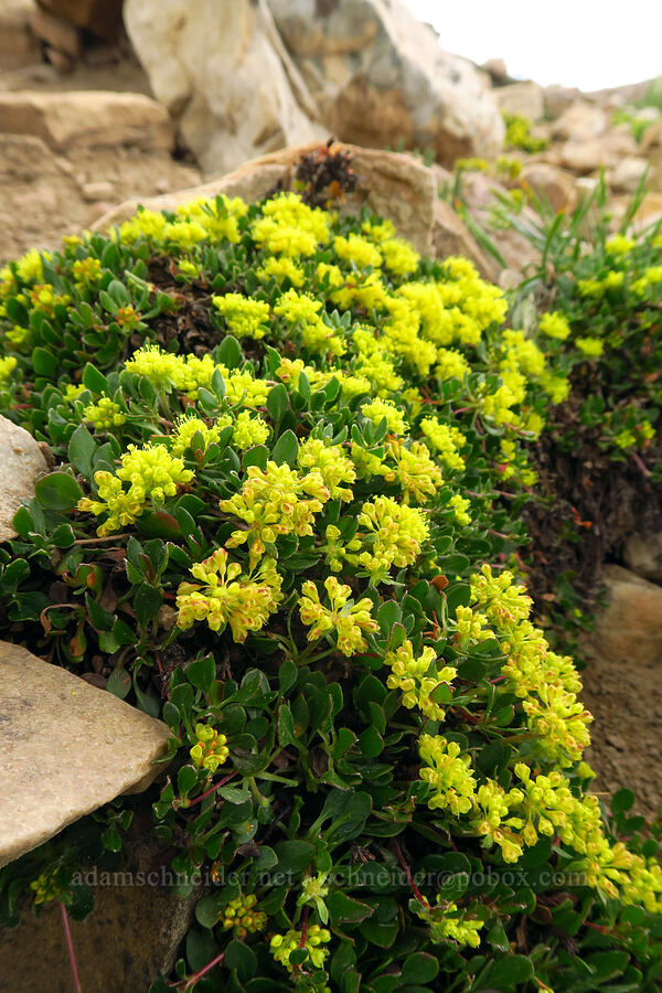 sulphur-flower buckwheat (Eriogonum umbellatum) [Bald Mountain Trail, Uinta-Wasatch-Cache National Forest, Summit County, Utah]