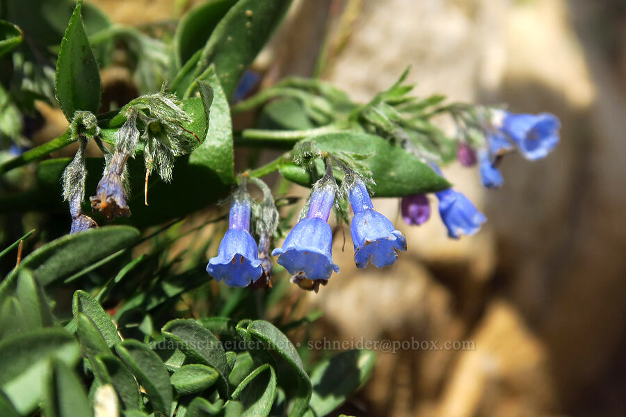 bluebells (which?) (Mertensia sp.) [Bald Mountain Trail, Uinta-Wasatch-Cache National Forest, Summit County, Utah]