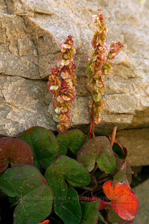 alpine mountain-sorrel (Oxyria digyna) [Bald Mountain Trail, Uinta-Wasatch-Cache National Forest, Summit County, Utah]