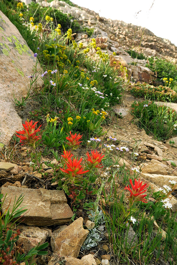 rock garden [Bald Mountain Trail, Uinta-Wasatch-Cache National Forest, Summit County, Utah]