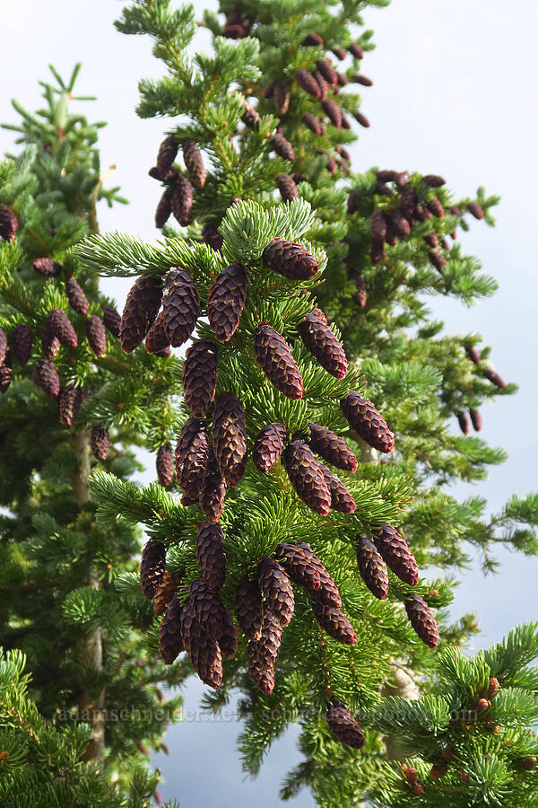 Engelmann spruce cones (Picea engelmannii) [Bald Mountain Trail, Uinta-Wasatch-Cache National Forest, Summit County, Utah]