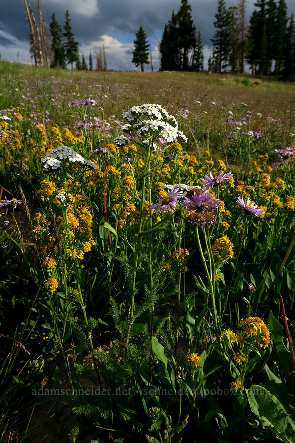 yarrow (Achillea millefolium) [Bald Mountain Trailhead, Uinta-Wasatch-Cache National Forest, Summit County, Utah]