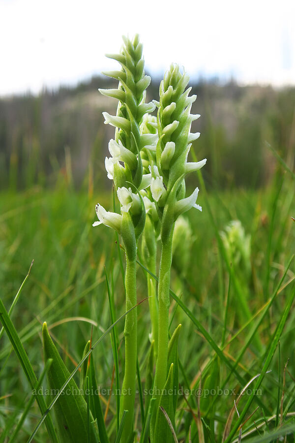 hooded ladies-tresses (Spiranthes romanzoffiana) [Ponds Lake, Uinta-Wasatch-Cache National Forest, Summit County, Utah]