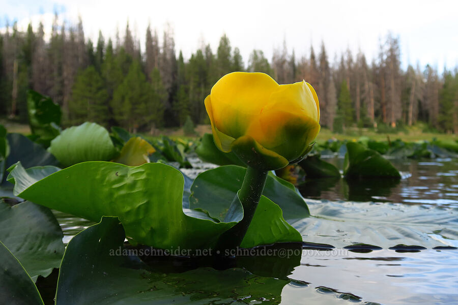 yellow pond-lily (Nuphar polysepala) [Lilly Lake, Uinta-Wasatch-Cache National Forest, Summit County, Utah]
