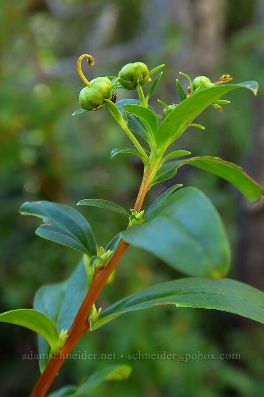 copperbush, going to seed (Elliottia pyroliflora (Cladothamnus pyroliflorus)) [Stawamus Chief Mountain, Stawamus Chief Provincial Park, British Columbia, Canada]