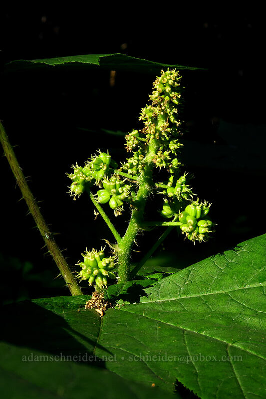 devil's club, going to seed (Oplopanax horridus) [Joffre Lakes Trail, Joffre Lakes Provincial Park, British Columbia, Canada]