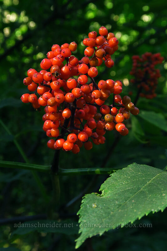 red elderberries (Sambucus racemosa) [Joffre Lakes Trail, Joffre Lakes Provincial Park, British Columbia, Canada]