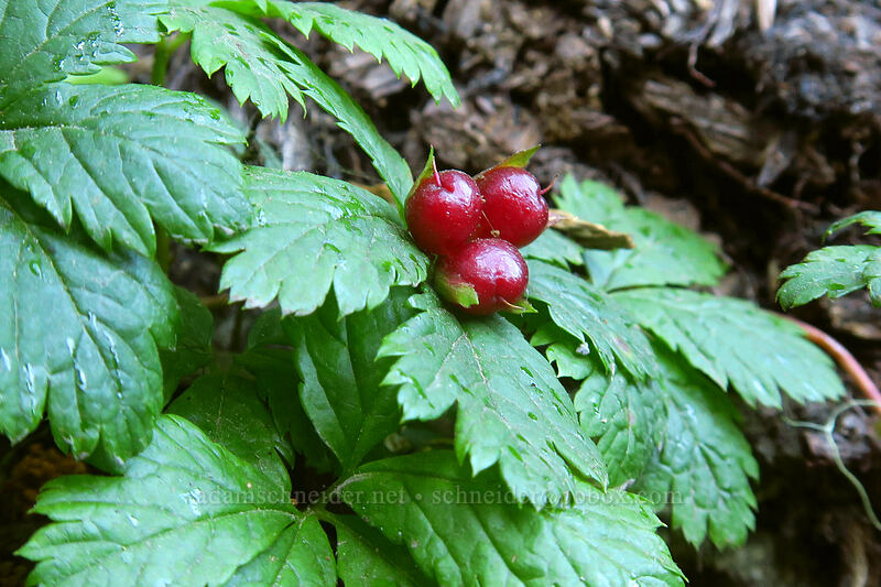 five-leaf bramble (Rubus pedatus) [Joffre Lakes Trail, Joffre Lakes Provincial Park, British Columbia, Canada]