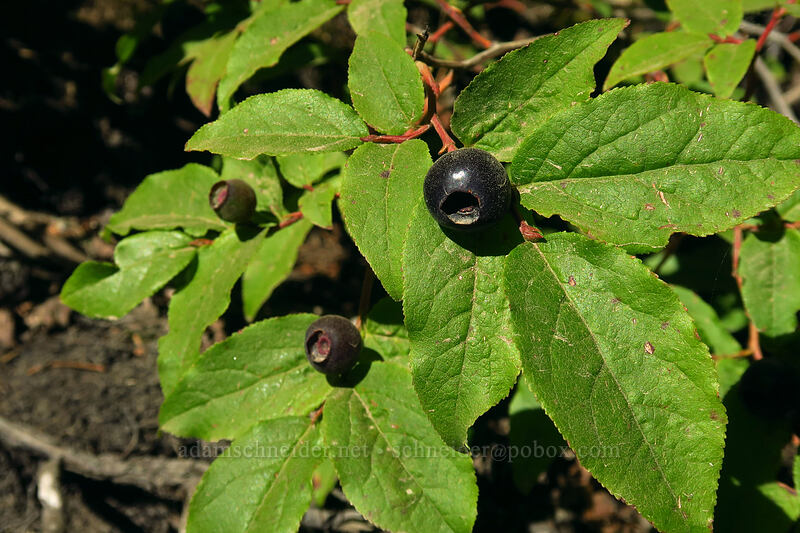 black huckleberries (Vaccinium membranaceum) [Joffre Lakes Trail, Joffre Lakes Provincial Park, British Columbia, Canada]