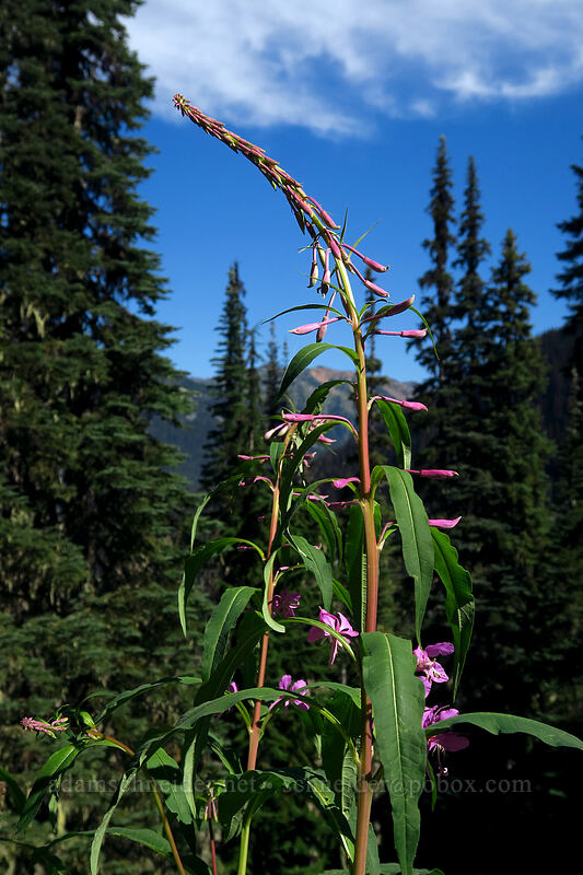 fireweed, budding (Chamerion angustifolium (Chamaenerion angustifolium) (Epilobium angustifolium)) [Joffre Lakes Trail, Joffre Lakes Provincial Park, British Columbia, Canada]