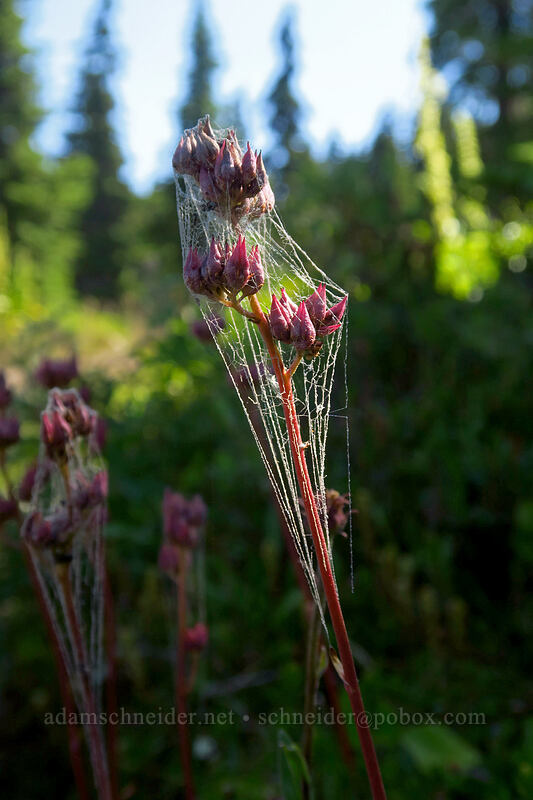 leather-leaf saxifrage, covered in cobwebs (Leptarrhena pyrolifolia (Saxifraga pyrolifolia)) [Taylor Meadows Trail, Garibaldi Provincial Park, British Columbia, Canada]